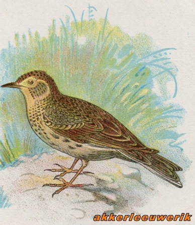 Vogels 2 akkerleeuwerik