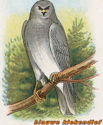 Vogels 4 blauwekiekendief 1
