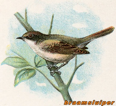 Vogels 6 braamsluiper