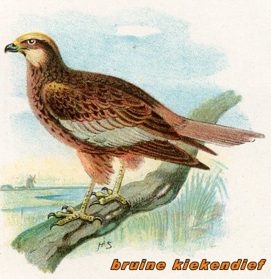 Vogels 7 bruinekiekendief 2