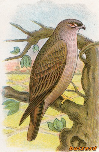 Vogels 8 buizerd