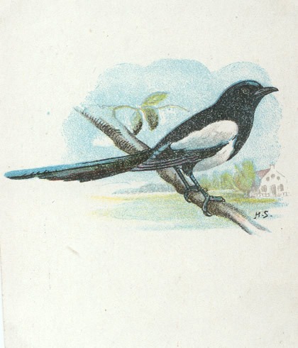 Vogels 9 ekster