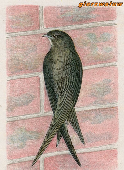 Vogels 11 gierzwaluw