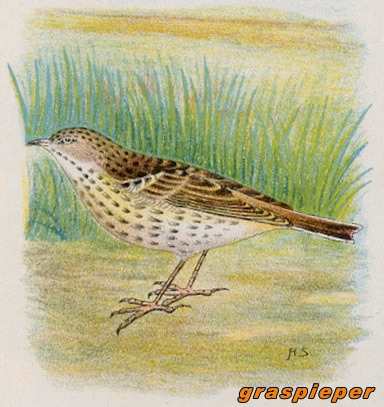 Vogels 13 graspieper