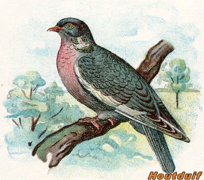 Vogels 15 houtduif 1