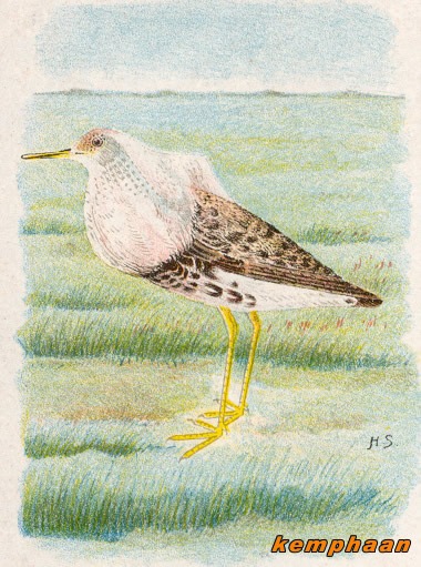 Vogels 16 kemphaan