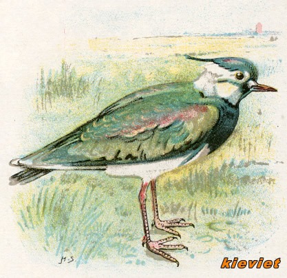 Vogels 17 kieviet 1
