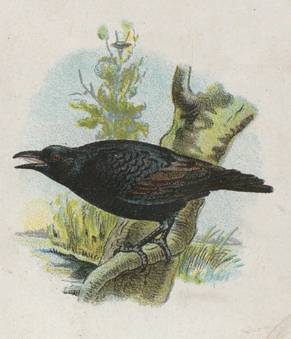 Vogels 20 kraai1