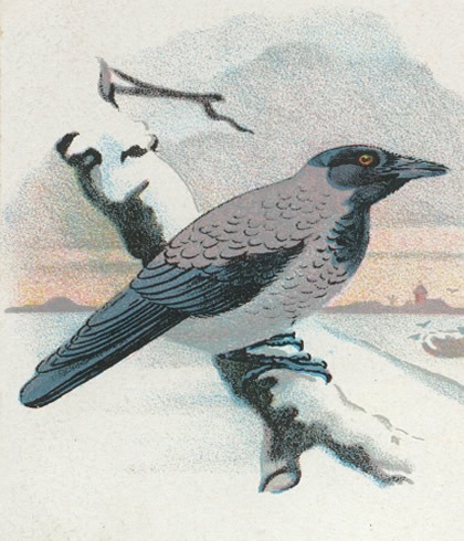 Vogels 21 kraaiBonte