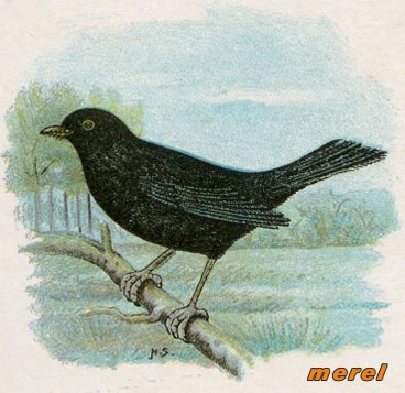 Vogels 22 merel 1