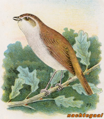 Vogels 23 nachtegaal