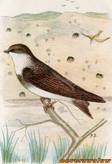 Vogels 24 oeverzwaluw