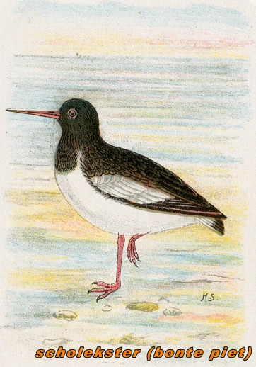 Vogels 27 scholekster 1