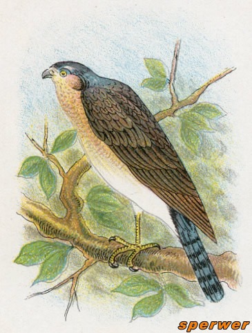 Vogels 28 sperwer