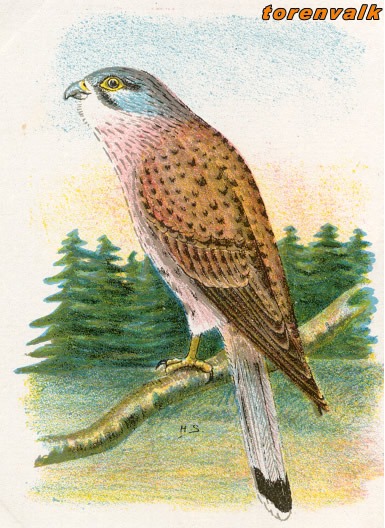 Vogels 30 torenvalk 1
