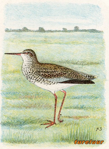 Vogels 31 tureluur