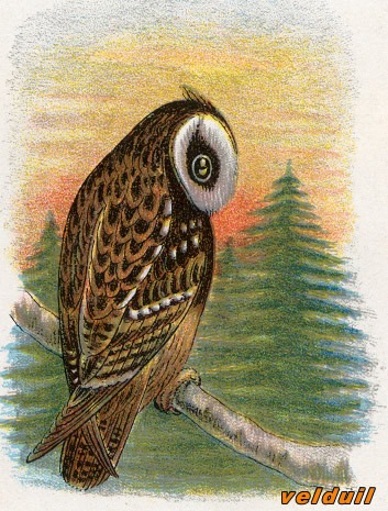 Vogels 32 velduil
