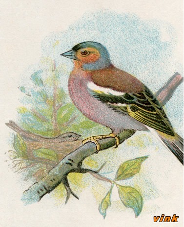 Vogels 33 vink