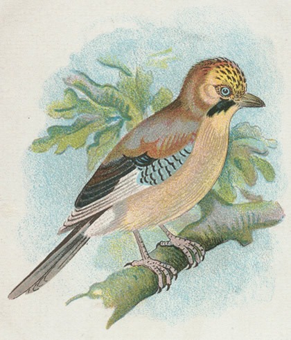Vogels 34 vlaamschegaai meerkol