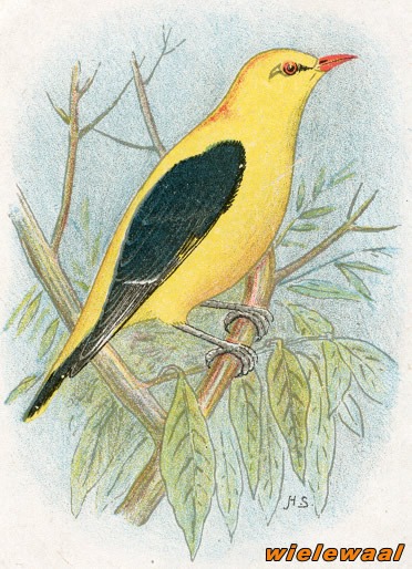 Vogels 35 wielewaal