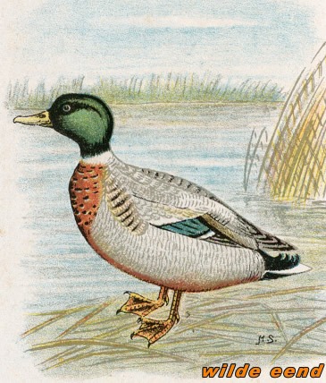 Vogels 36 wildeeend