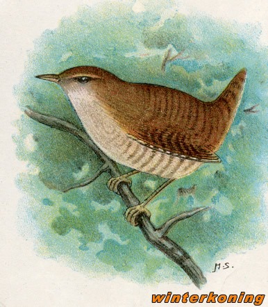 Vogels 37 winterkoning