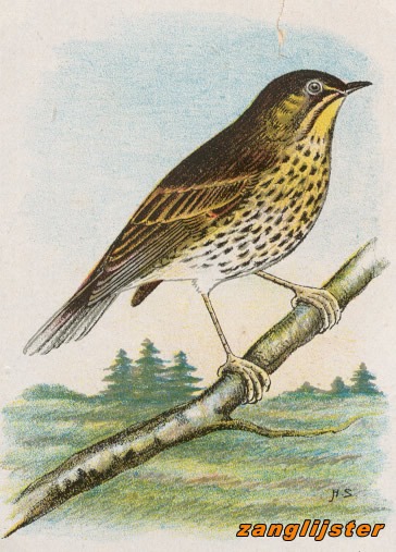 Vogels 39 zanglijster