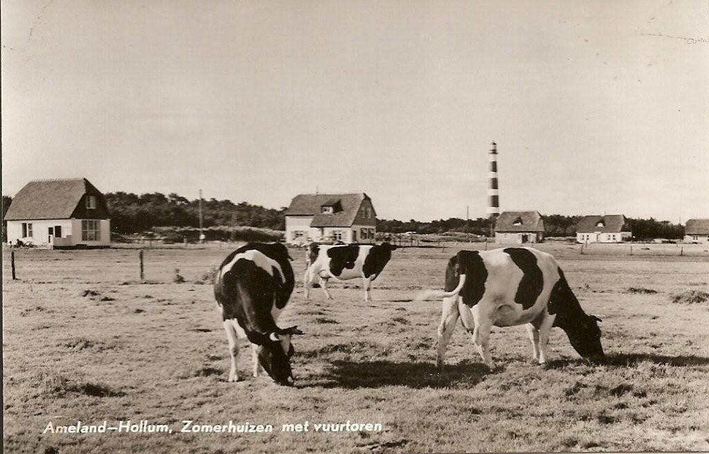 Zomerhuisjes langs de Bosrand