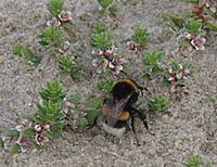 Hommel