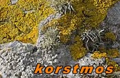 korstmos