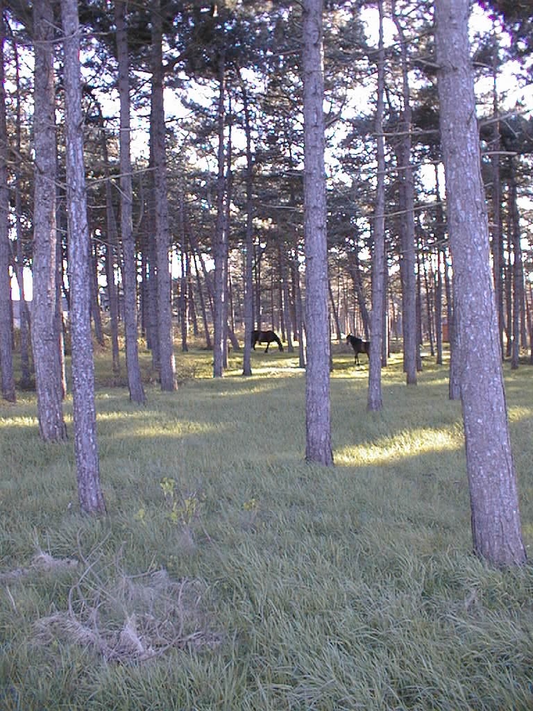 paardenvandriesinbos